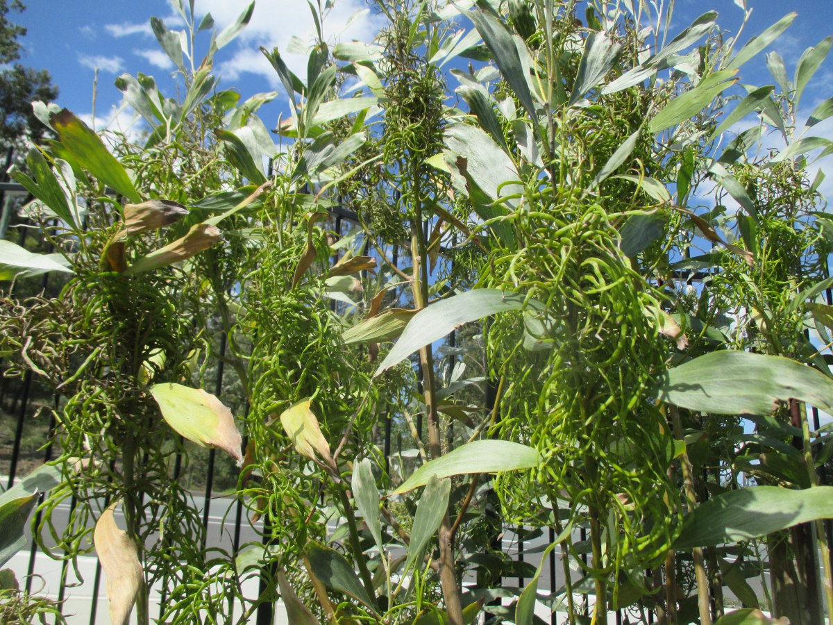 Image of Acacia holosericea specimen.