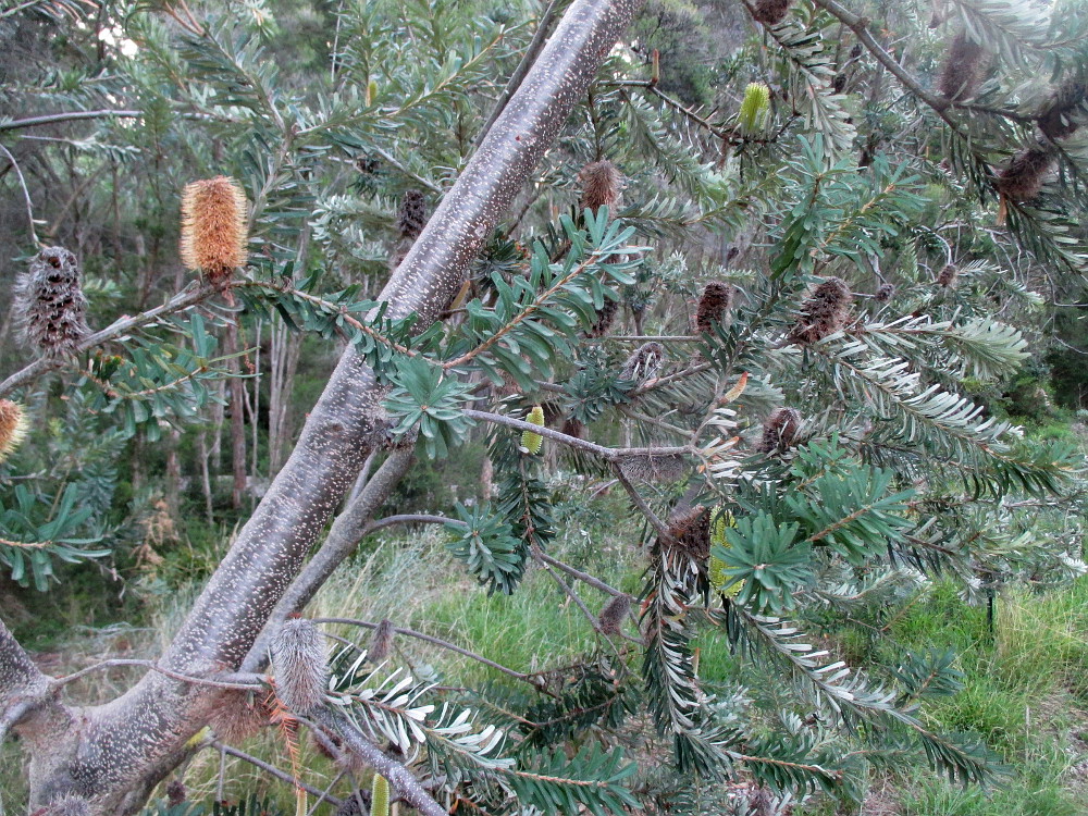 Image of Banksia marginata specimen.