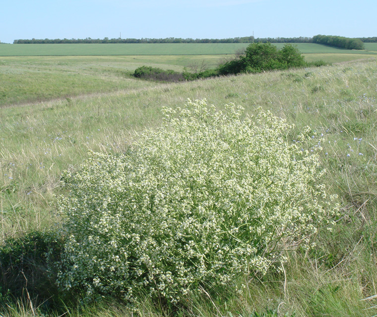 Image of Crambe tataria specimen.