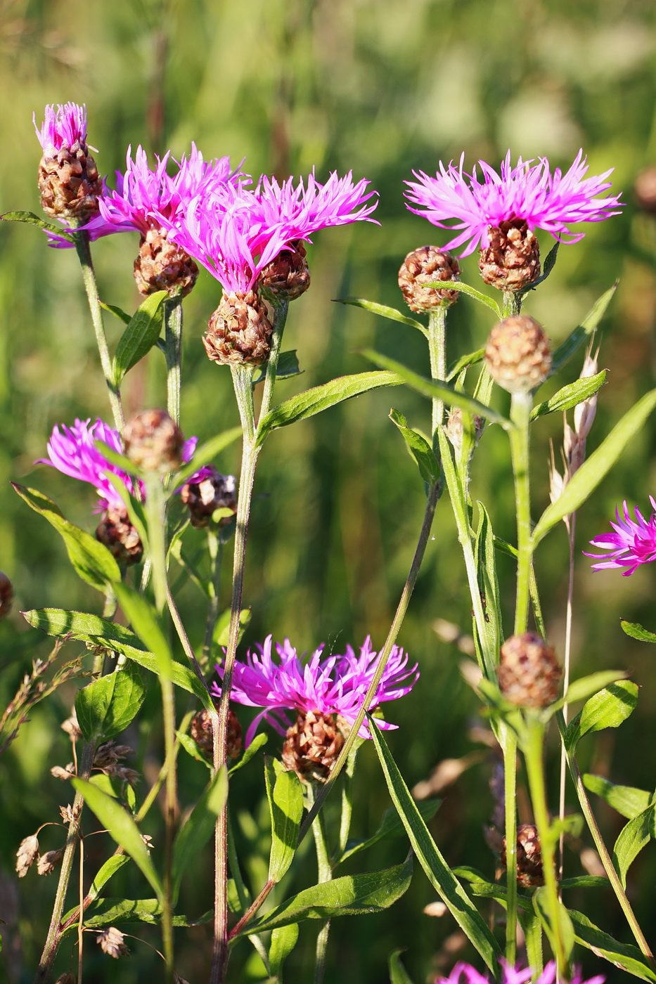 Image of Centaurea jacea specimen.