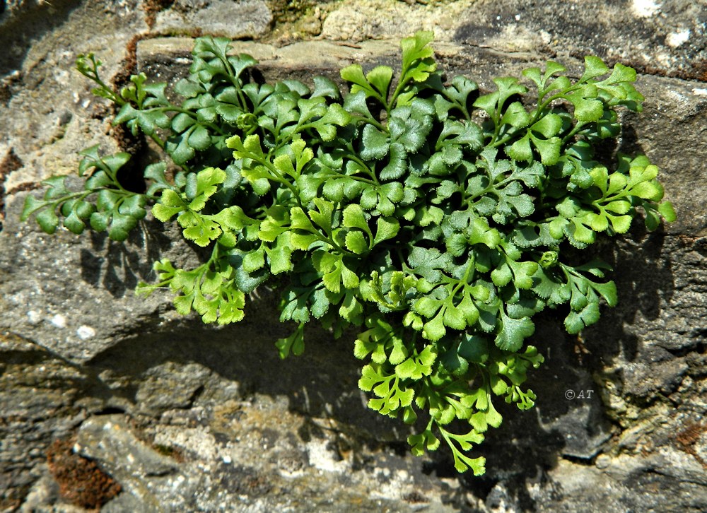 Изображение особи Asplenium ruta-muraria.