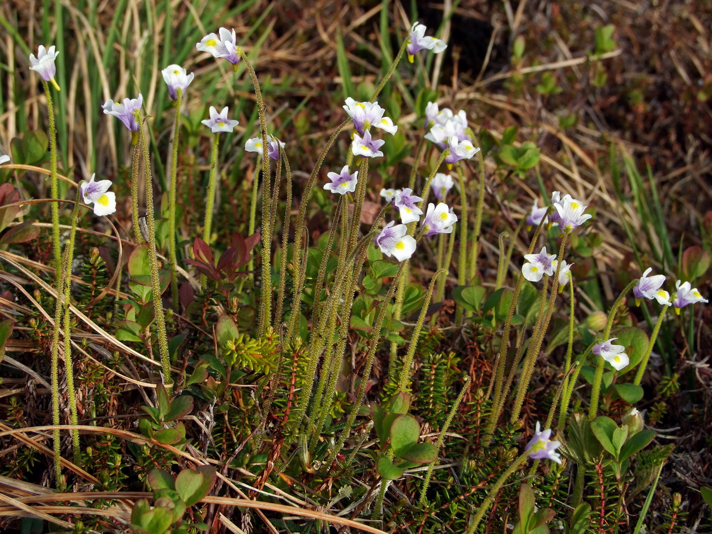 Изображение особи Pinguicula spathulata.