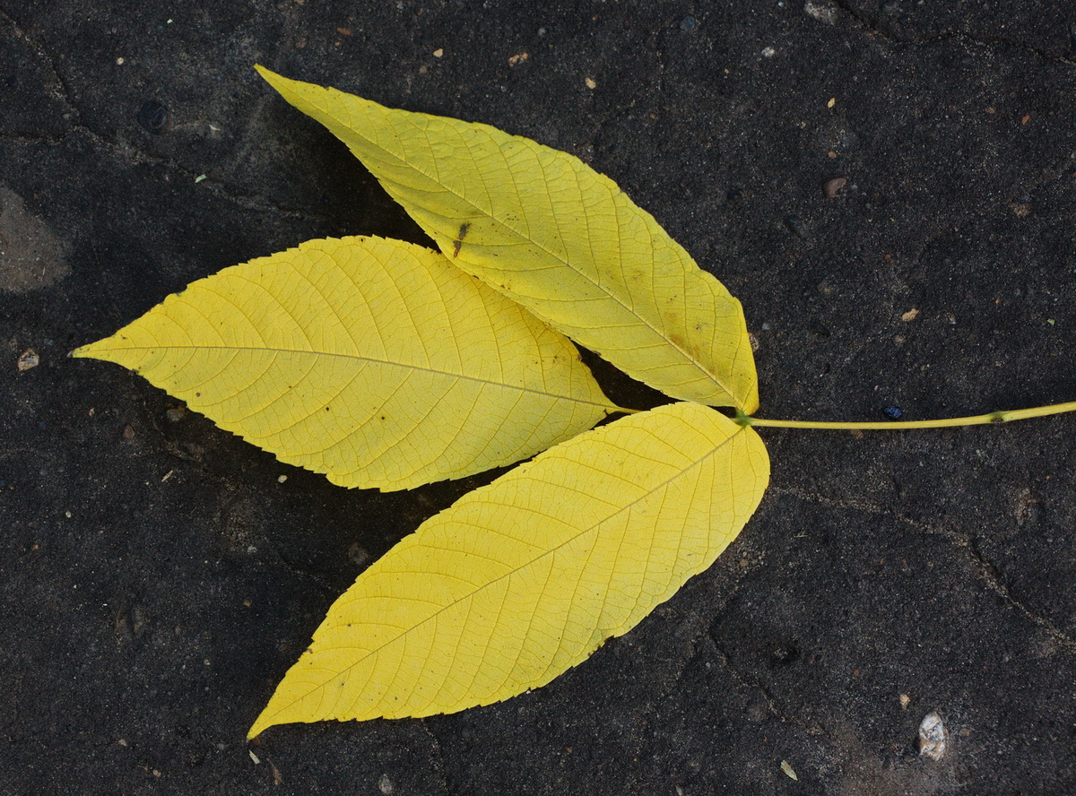 Image of genus Fraxinus specimen.