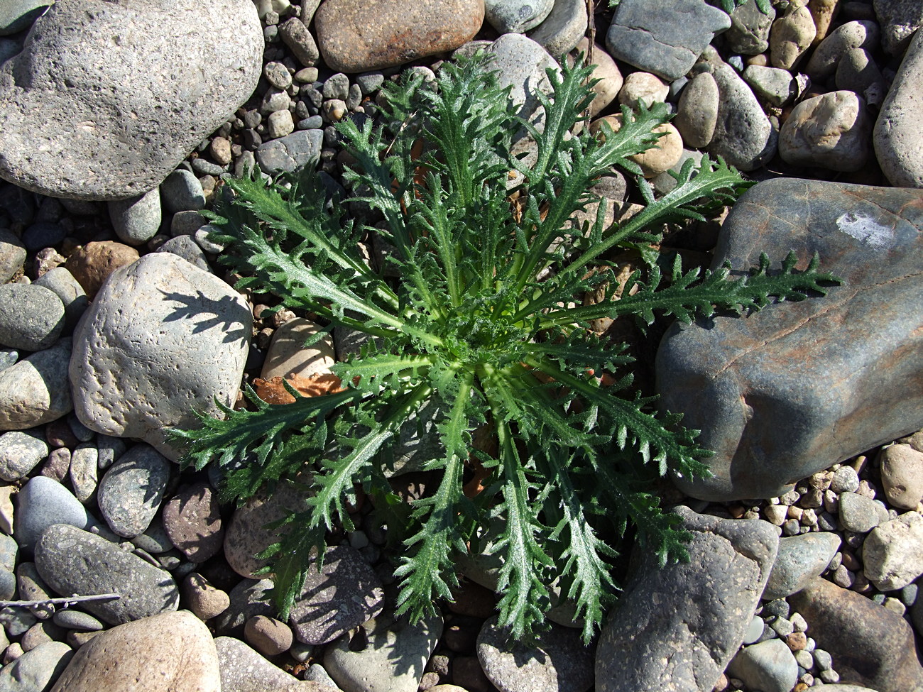 Image of Dontostemon pinnatifidus specimen.