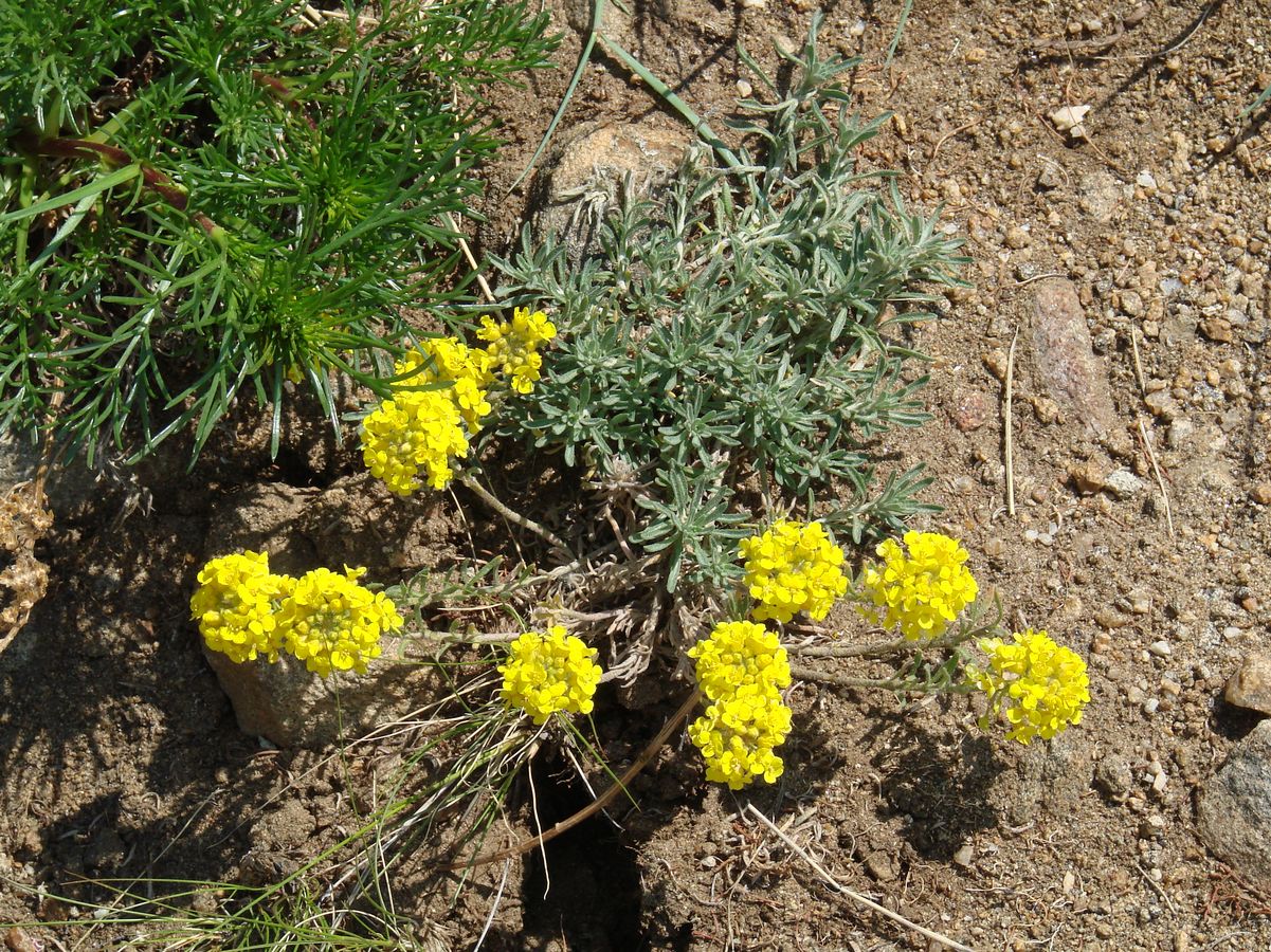 Image of Alyssum lenense specimen.