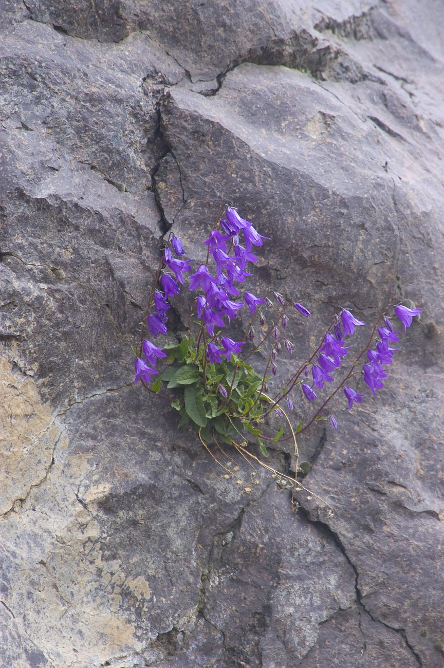 Image of Campanula collina specimen.