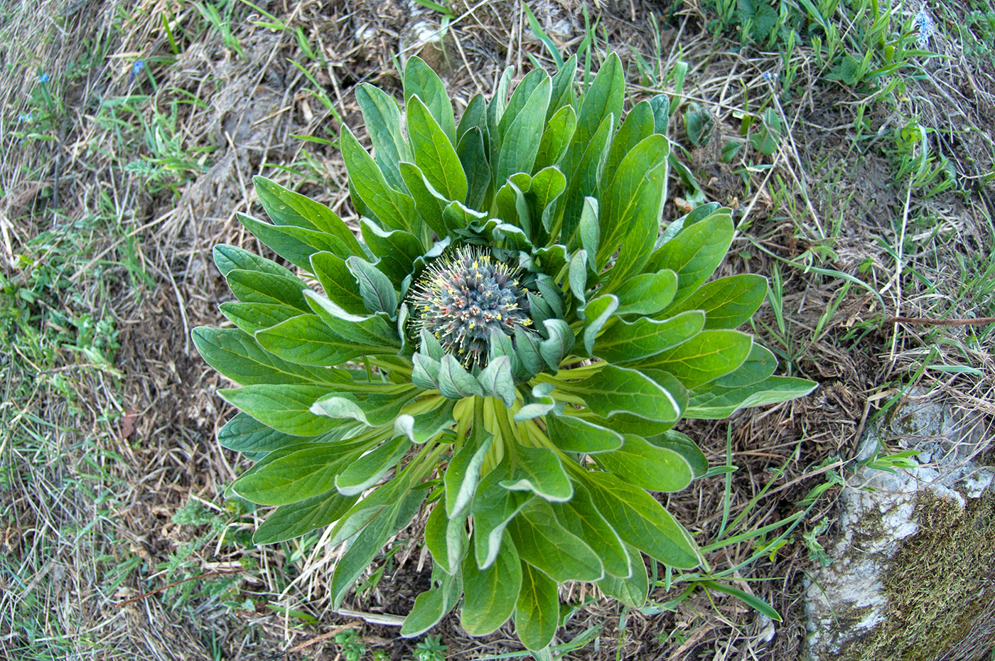 Image of Solenanthus biebersteinii specimen.