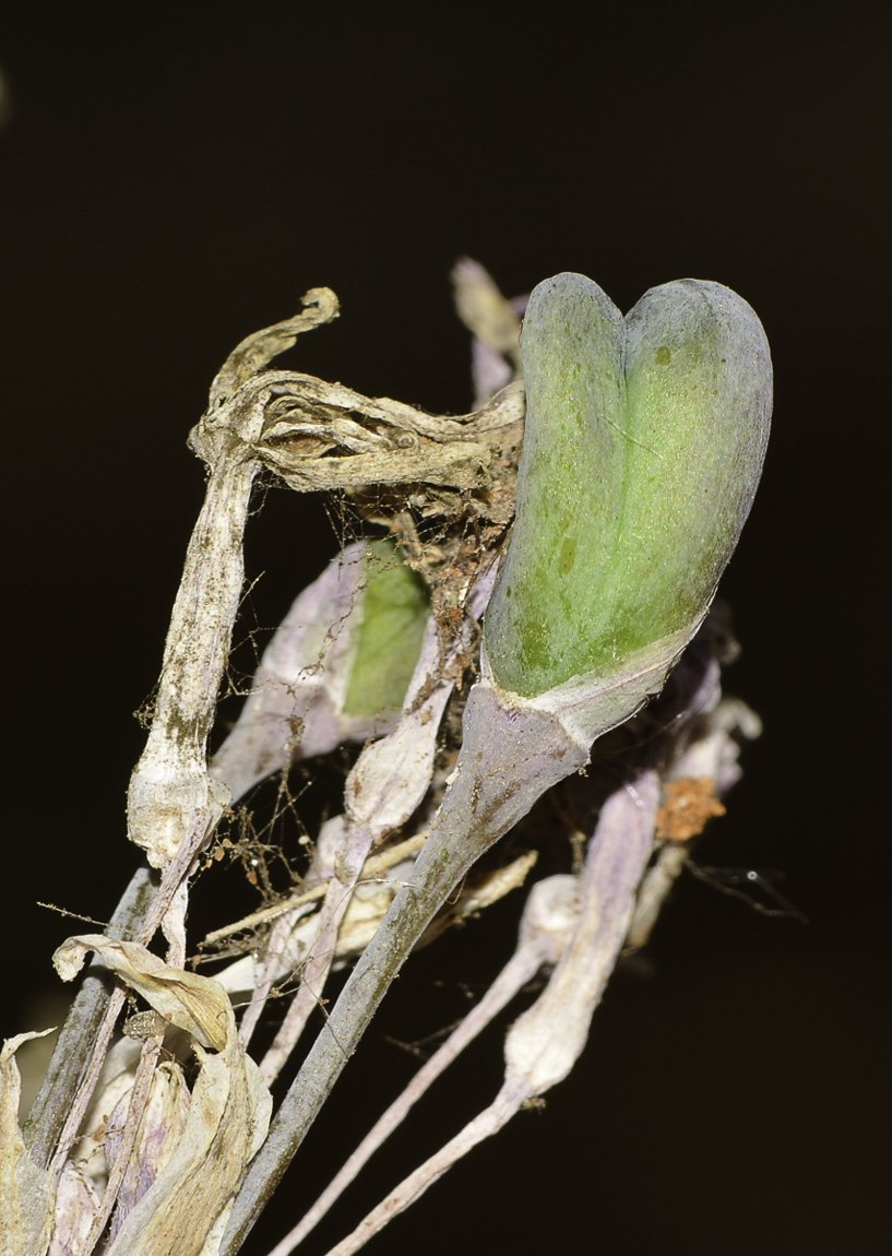 Image of Tulbaghia violacea specimen.