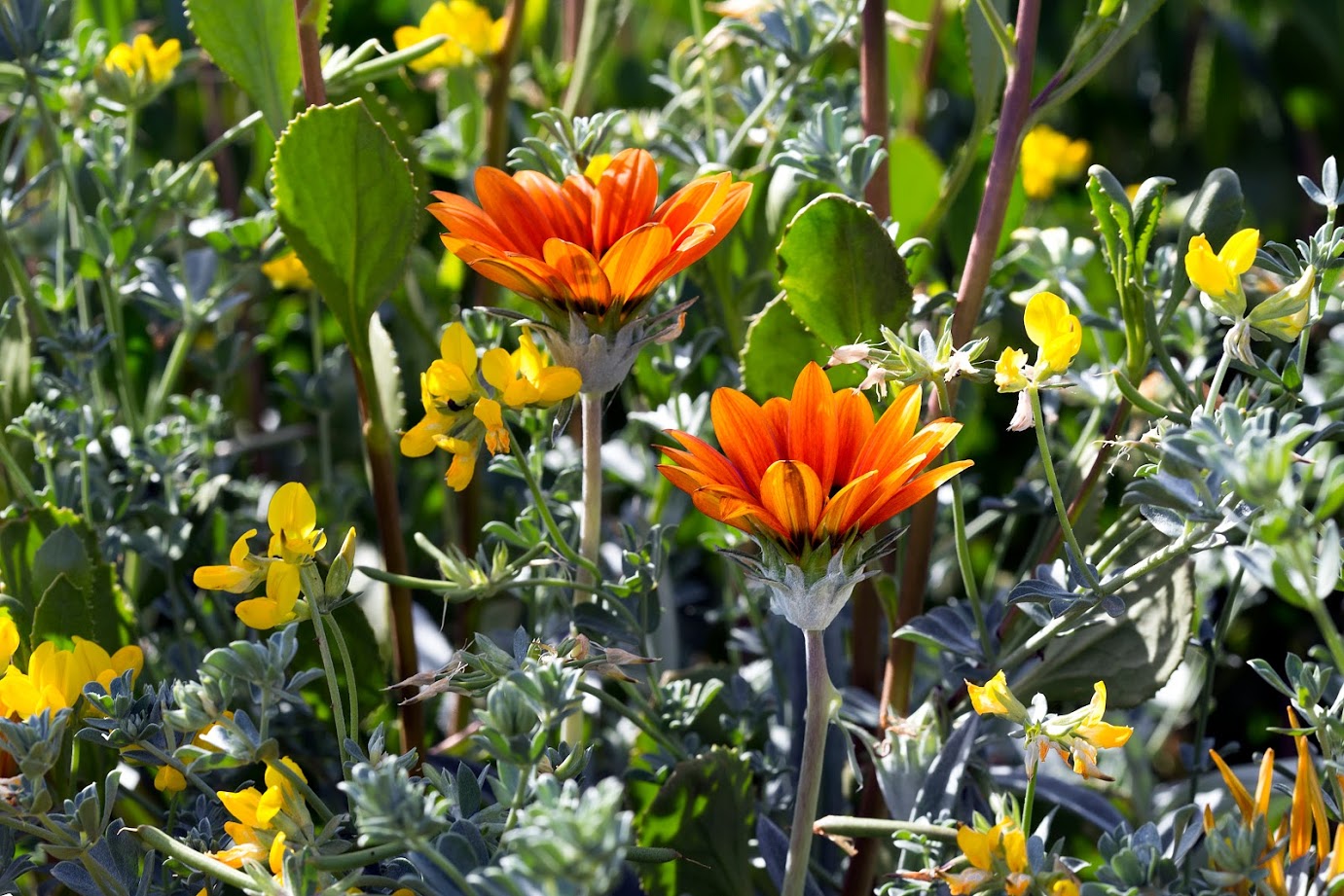 Image of Gazania &times; hybrida specimen.