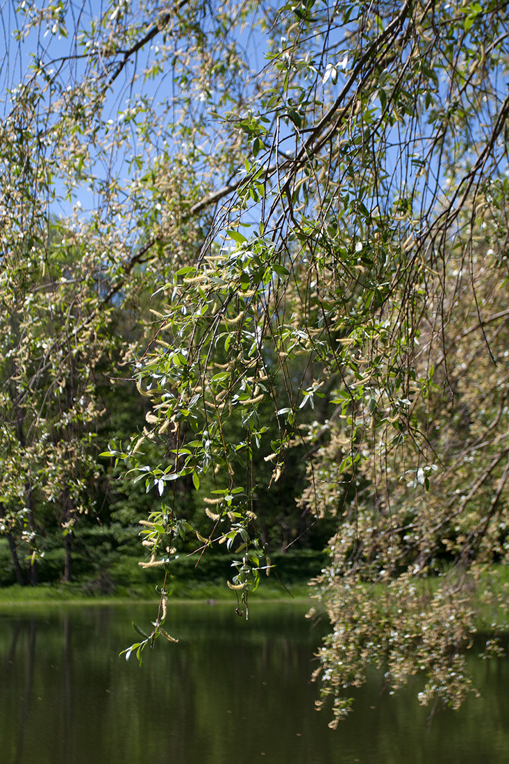 Изображение особи Salix alba.