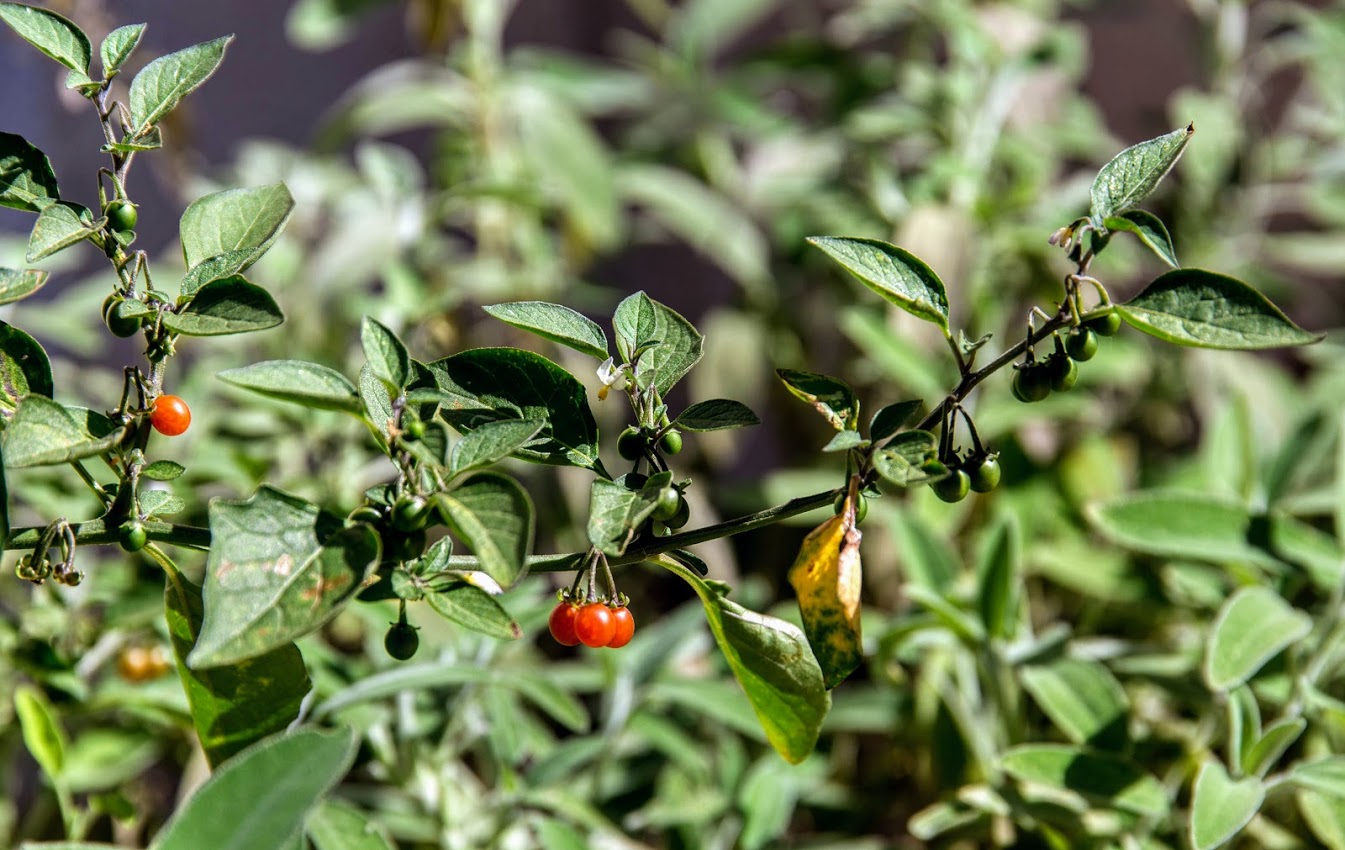 Изображение особи Solanum villosum.