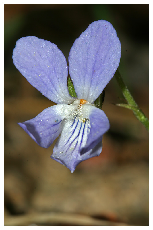 Изображение особи Viola rupestris.