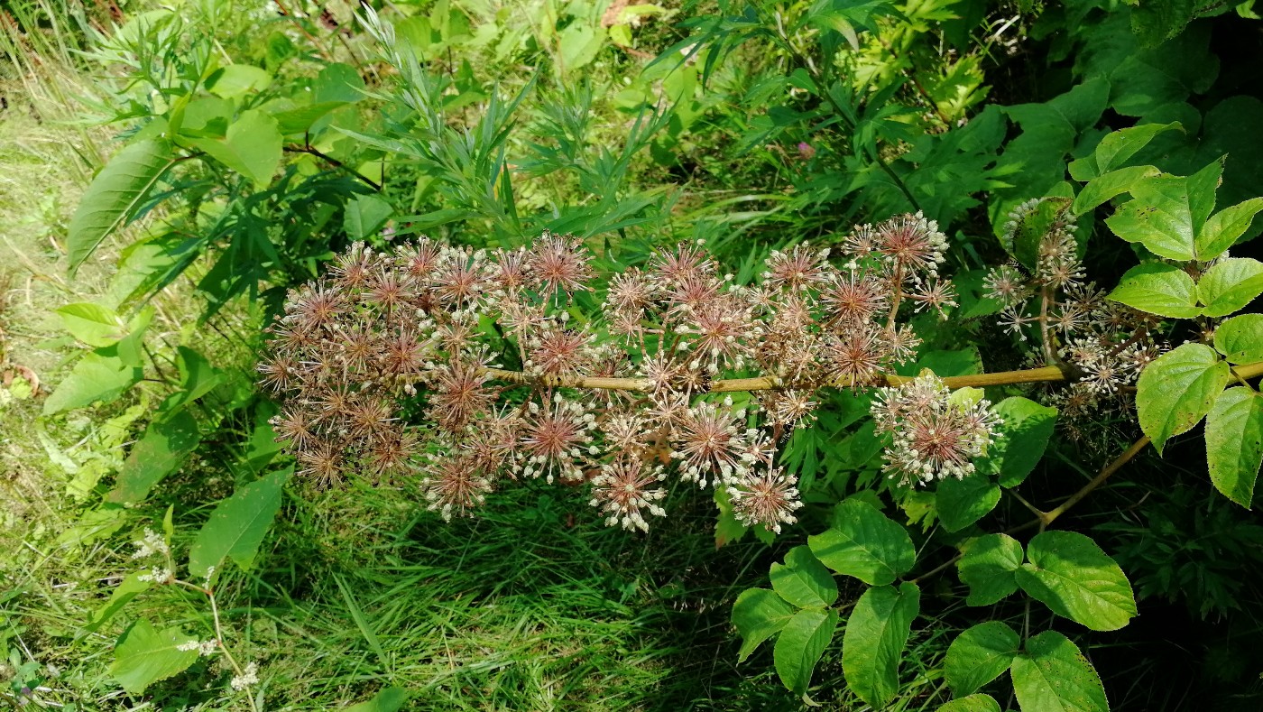 Image of Aralia cordata specimen.