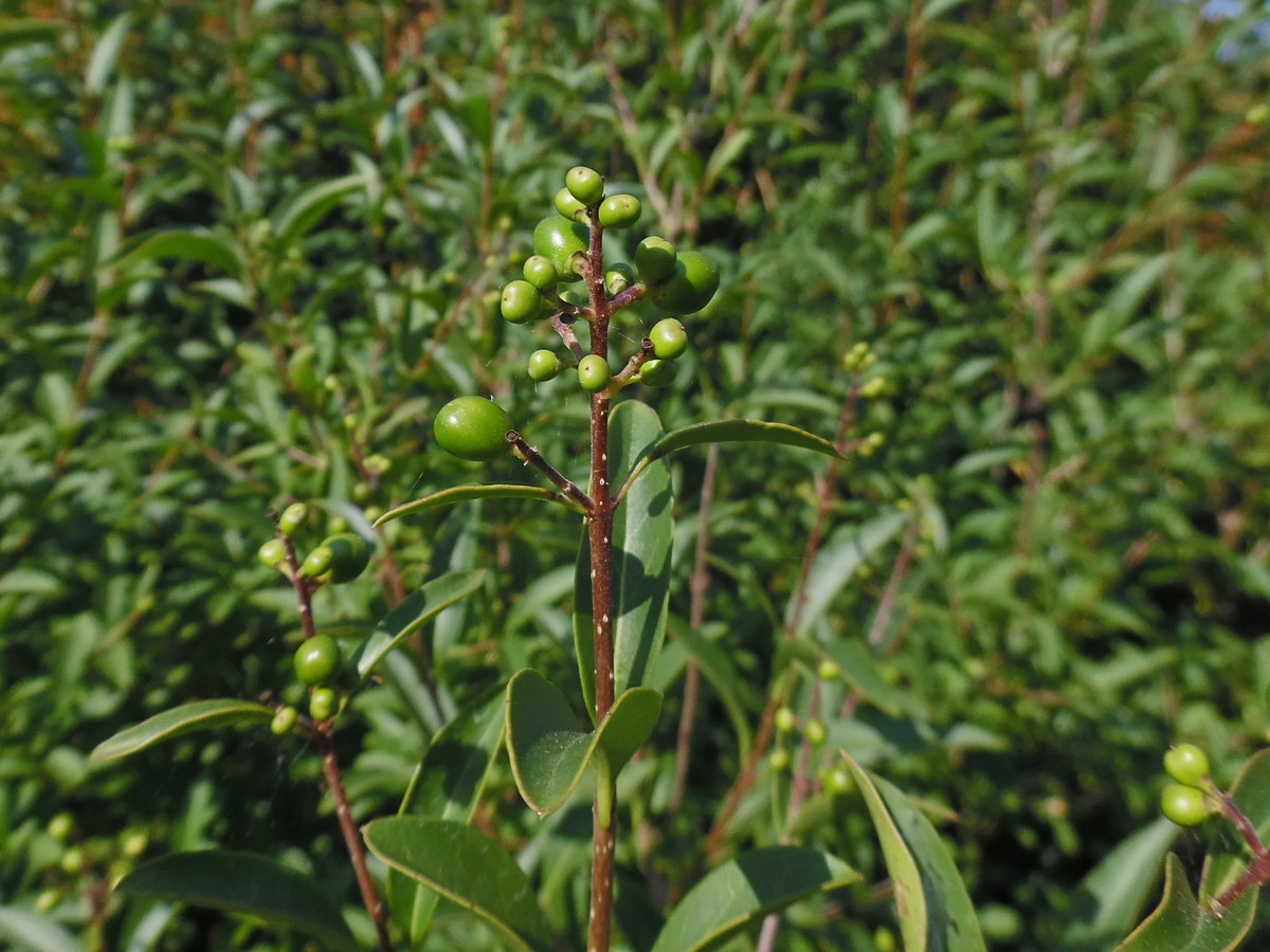 Image of Ligustrum vulgare specimen.