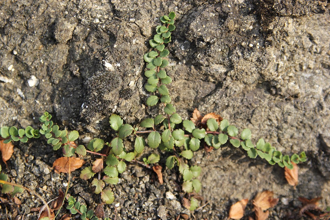 Изображение особи Veronica liwanensis.