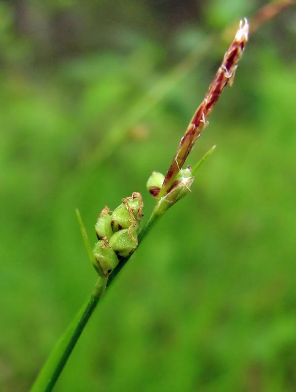 Image of Carex globularis specimen.