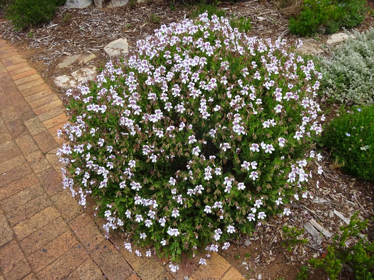 Image of Pelargonium laevigatum specimen.