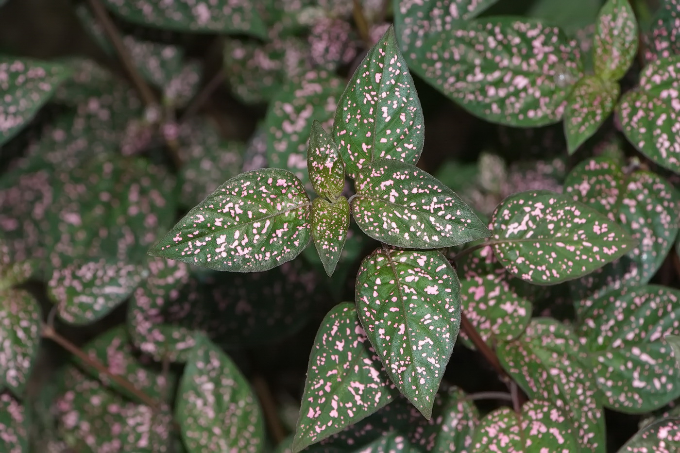 Image of Hypoestes phyllostachya specimen.