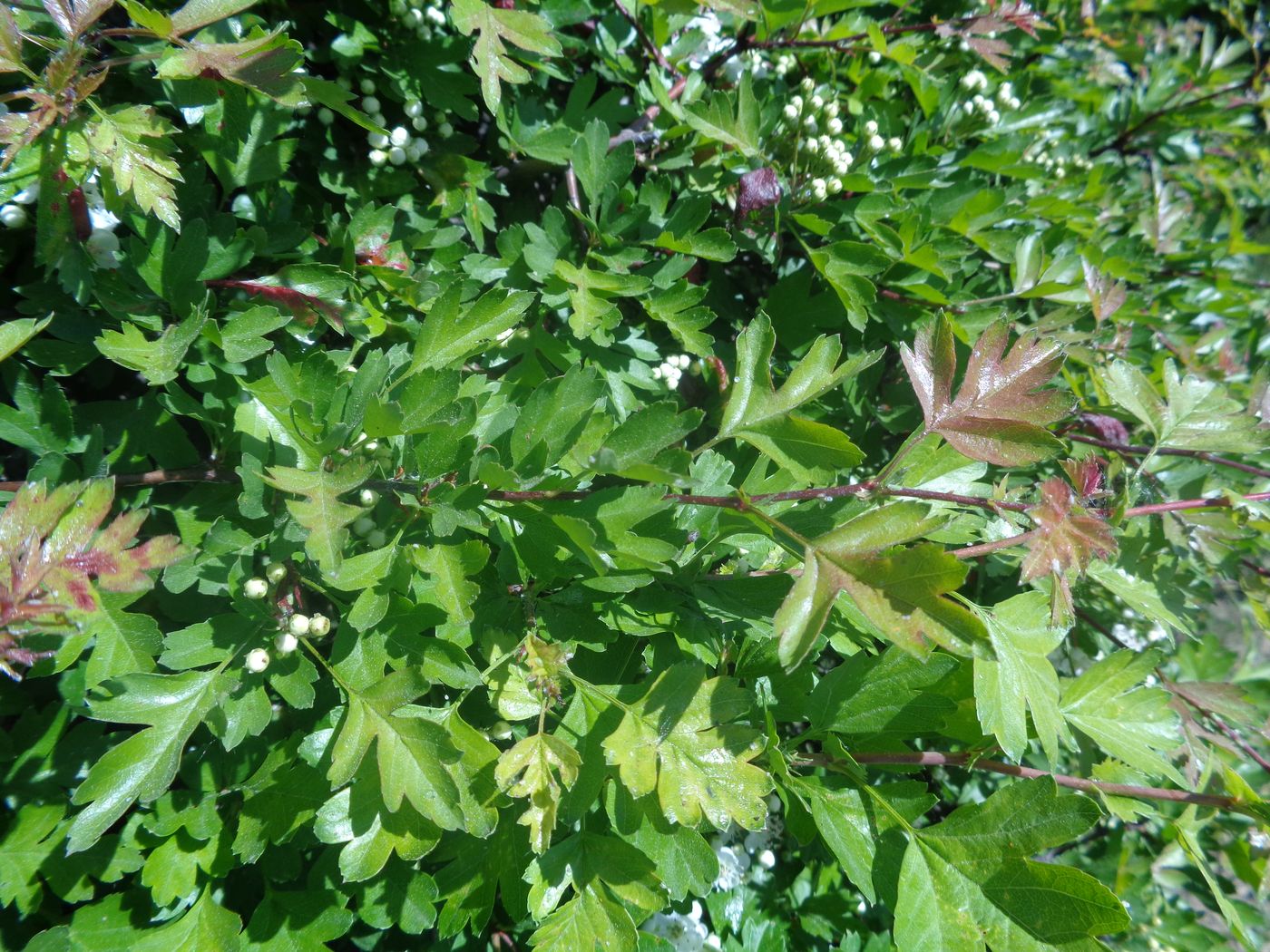 Image of genus Crataegus specimen.