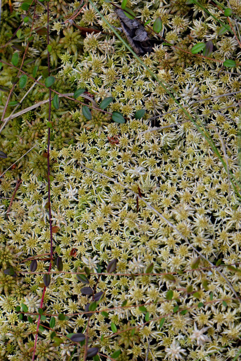 Image of Sphagnum angustifolium specimen.