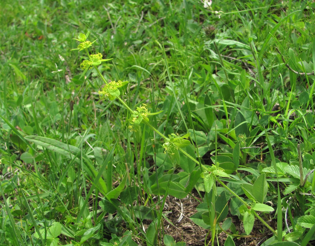 Изображение особи Cruciata laevipes.