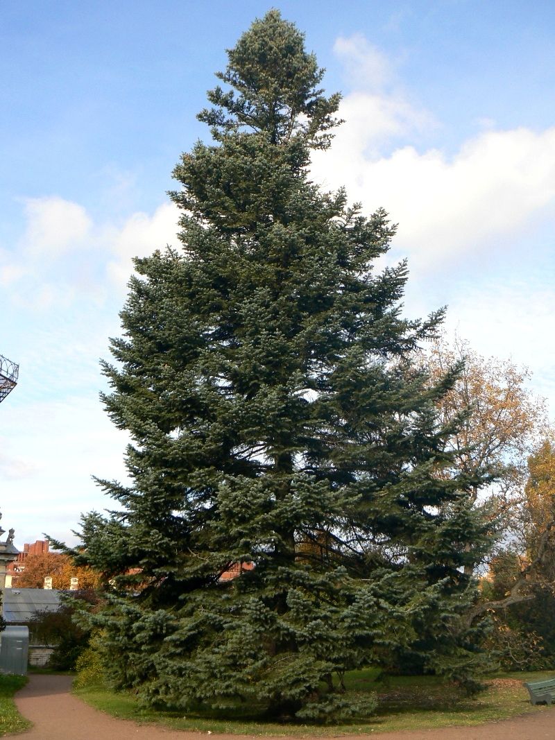 Image of Abies concolor specimen.