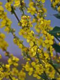 genus Verbascum. Часть соцветия. Сербия, национальный парк Тара, плоскогорье Равна Тара, западный берег оз. Заовине, каменистый склон, у воды. 09.07.2019.