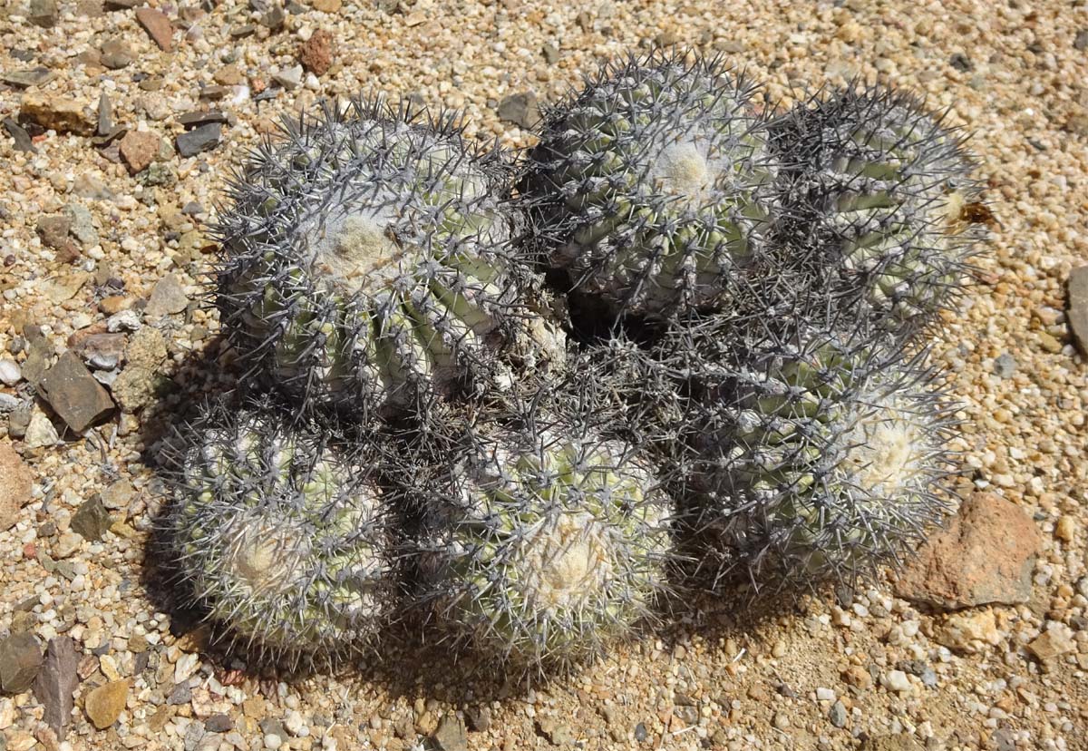 Image of Copiapoa cinerascens specimen.