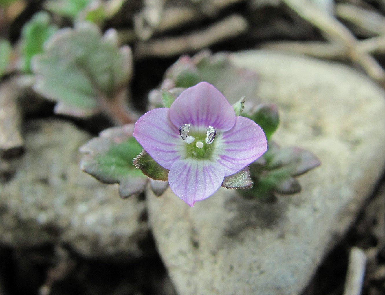 Image of Veronica polita specimen.