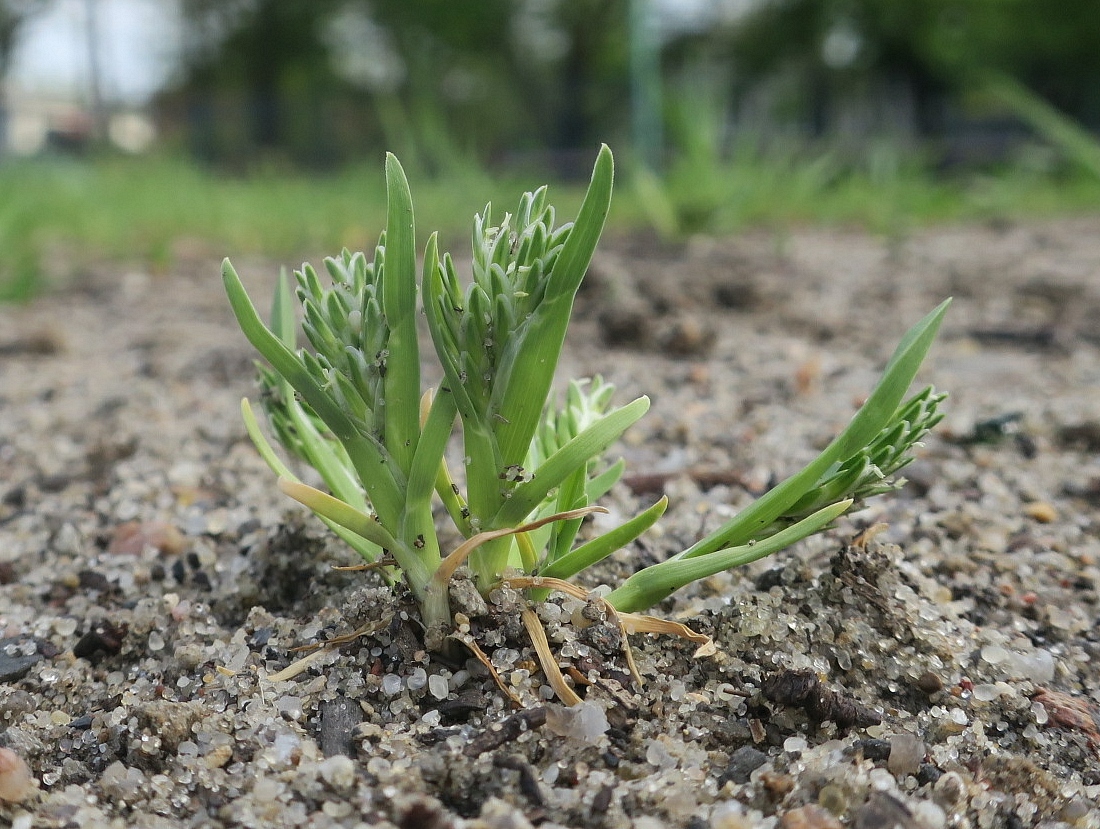 Изображение особи Sclerochloa dura.