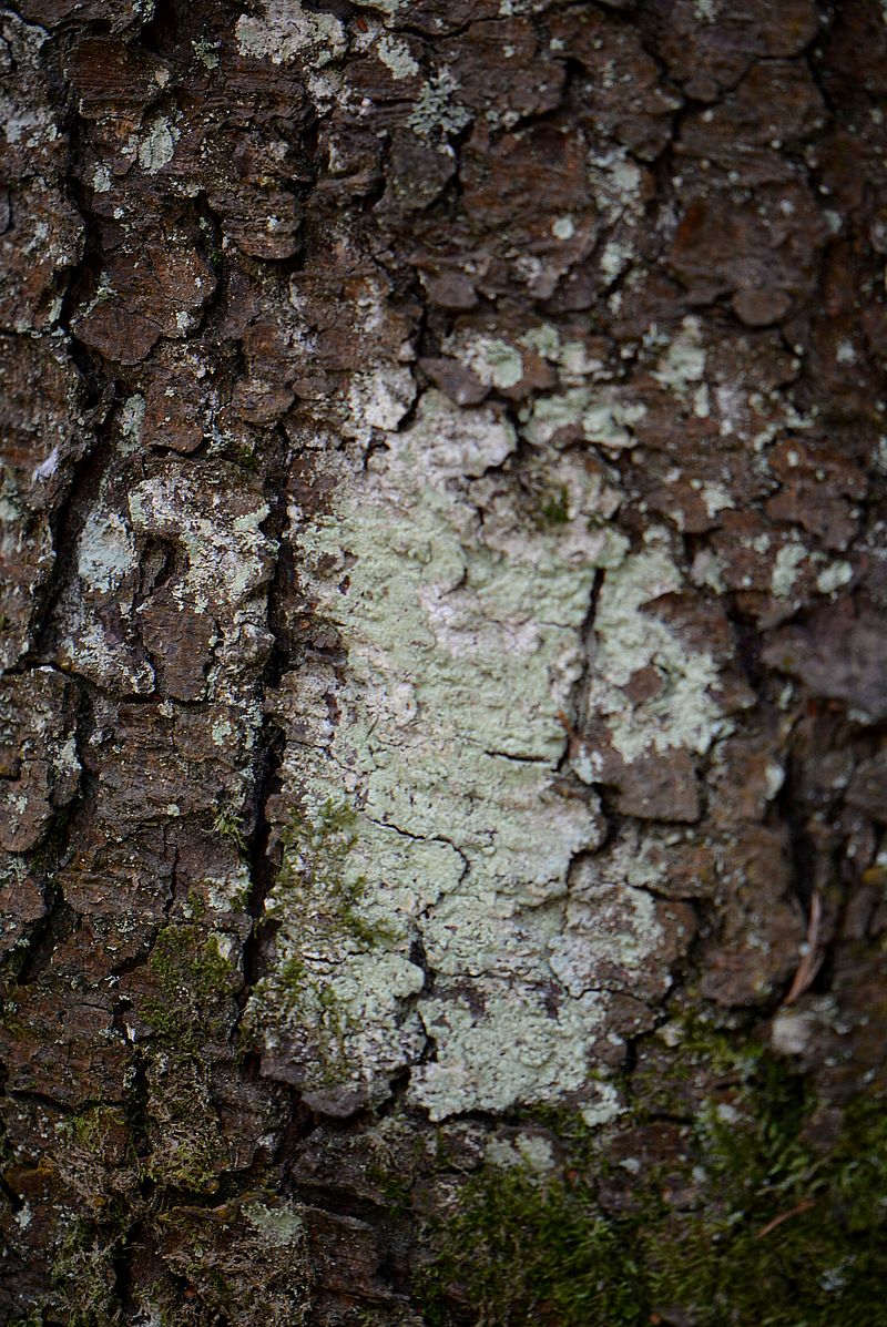 Image of genus Lepraria specimen.