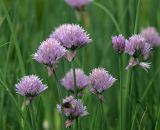 Allium schoenoprasum