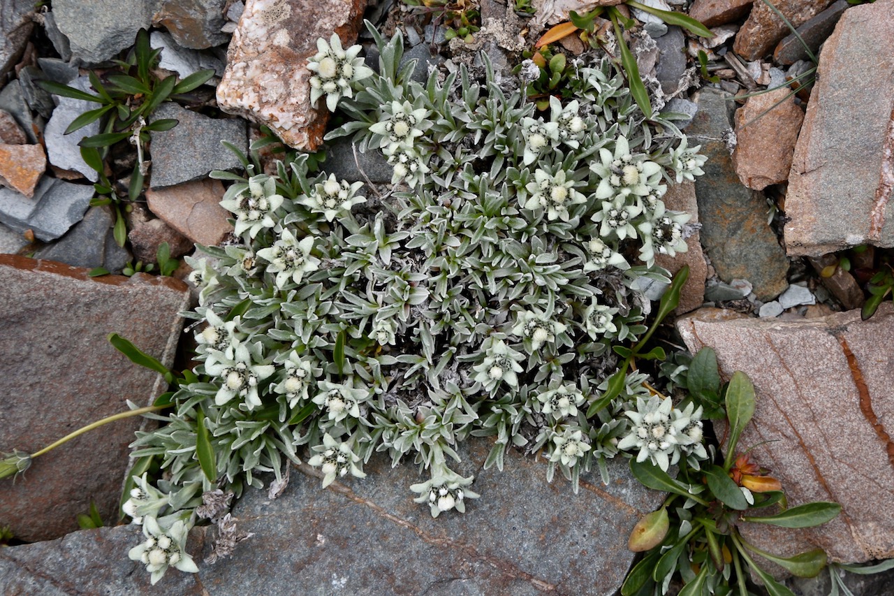 Image of Leontopodium ochroleucum specimen.