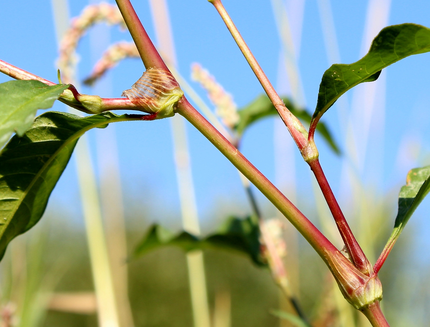 Image of Persicaria lapathifolia specimen.