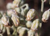 Artemisia hololeuca