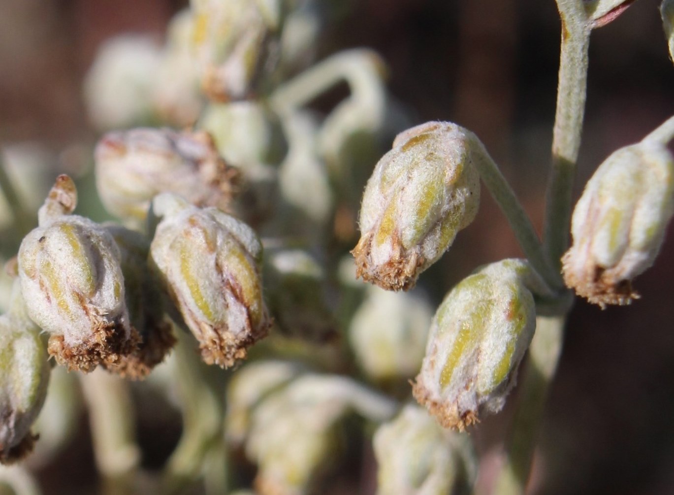 Image of Artemisia hololeuca specimen.