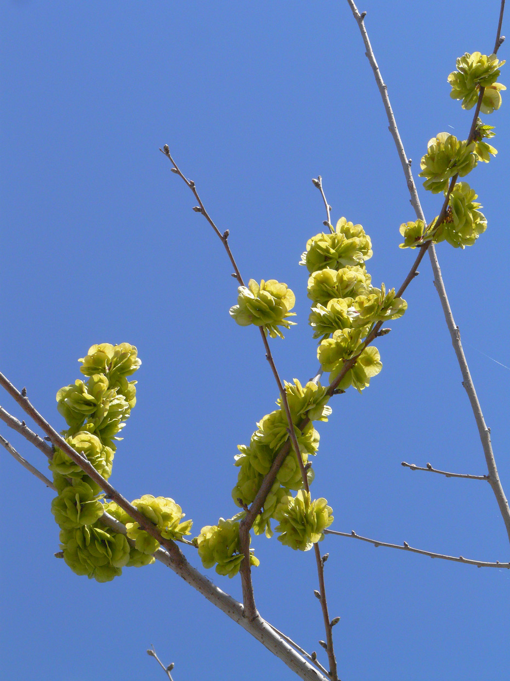 Изображение особи Ulmus pumila.