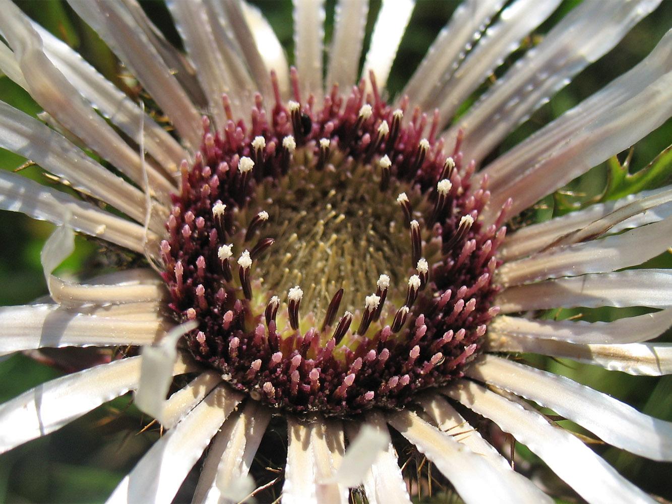 Image of Carlina cirsioides specimen.