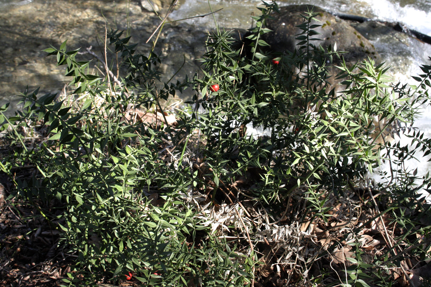 Image of Ruscus aculeatus specimen.