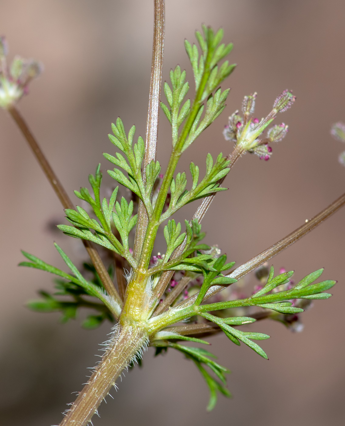 Изображение особи Daucus montanus.