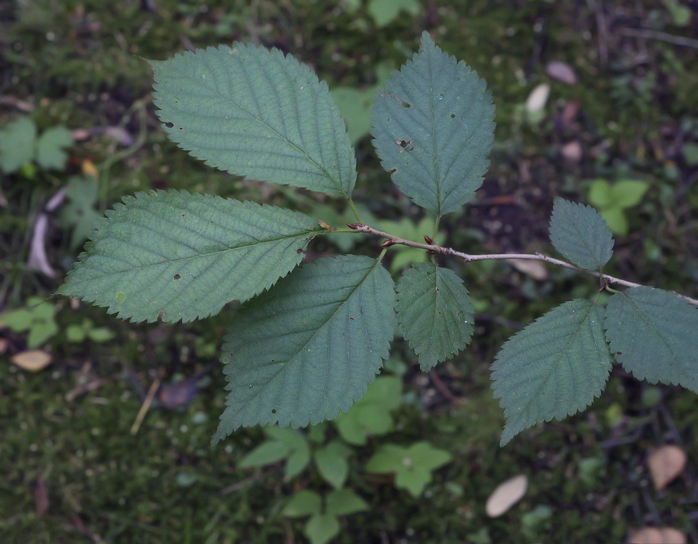 Image of genus Betula specimen.