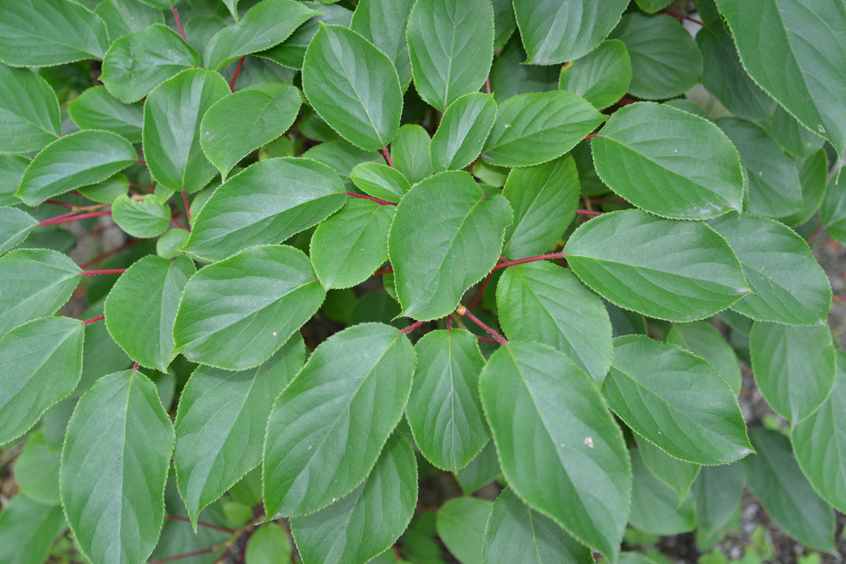 Image of Actinidia arguta specimen.