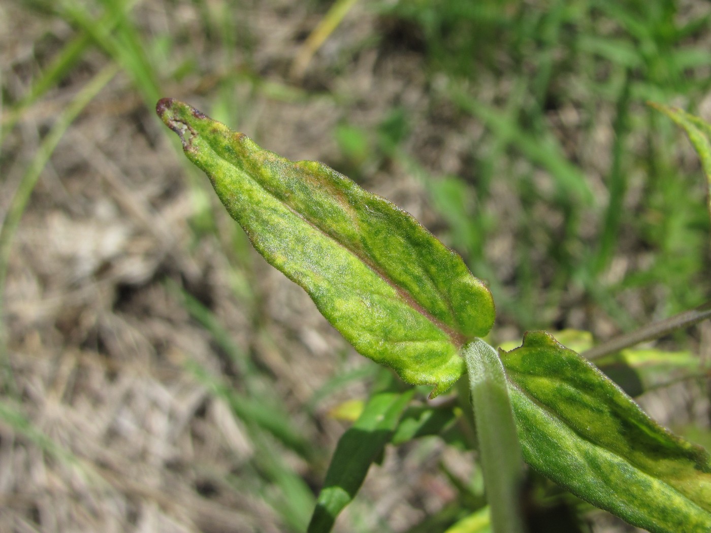 Изображение особи Melampyrum pratense.