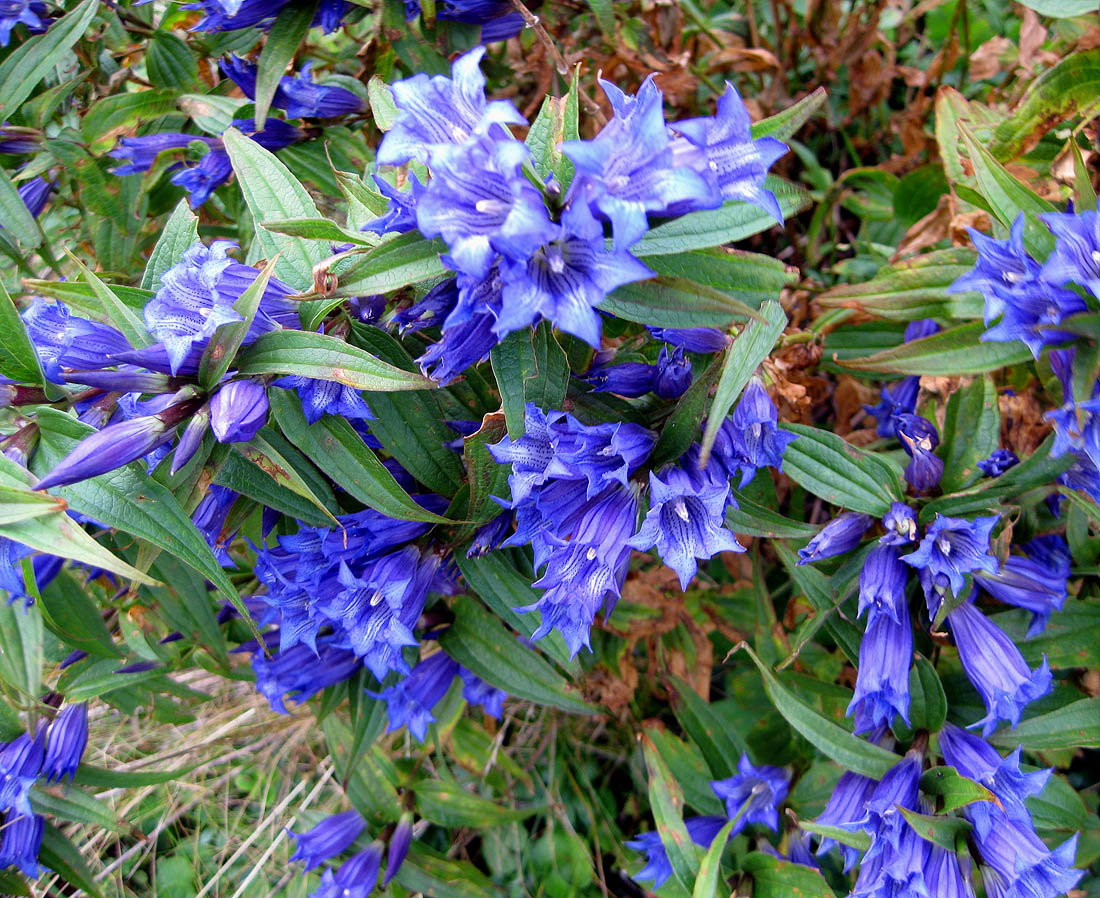 Image of Gentiana asclepiadea specimen.