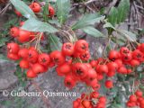 Pyracantha coccinea