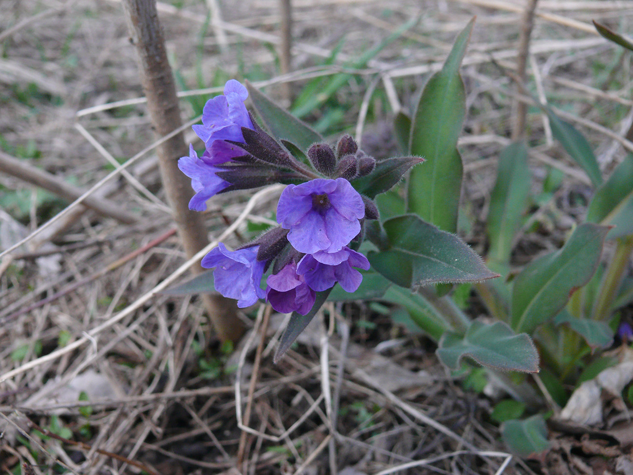 Image of Pulmonaria mollis specimen.