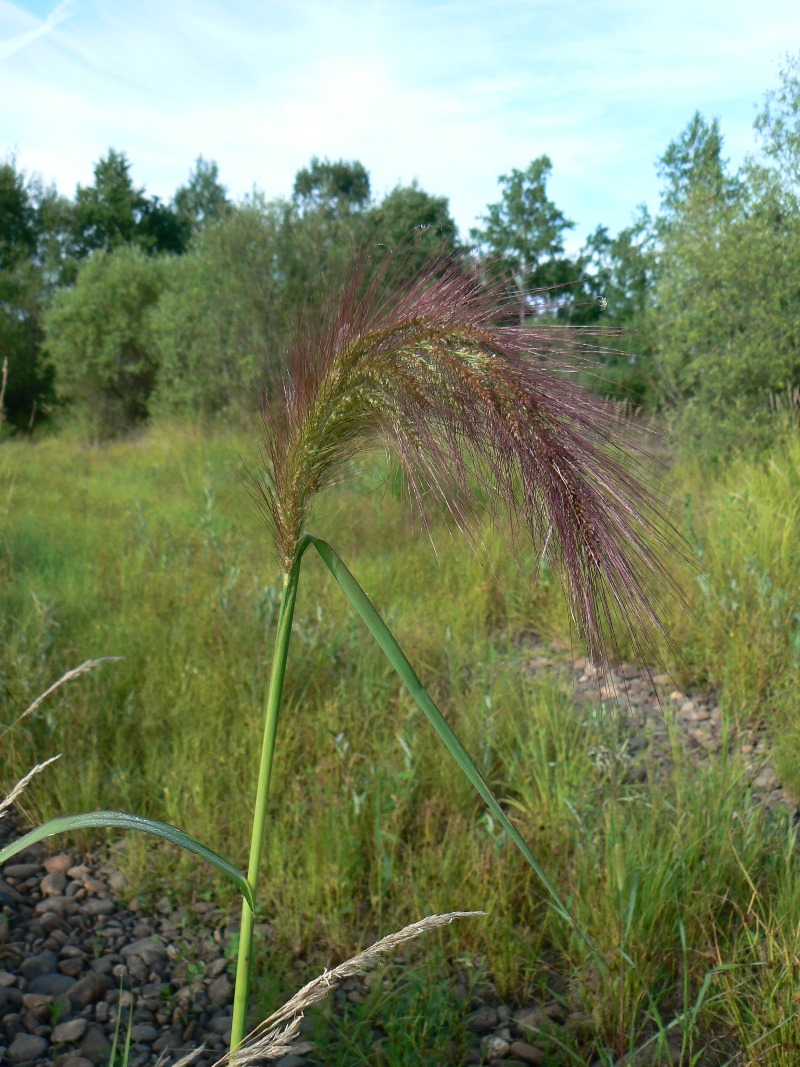 Изображение особи род Echinochloa.