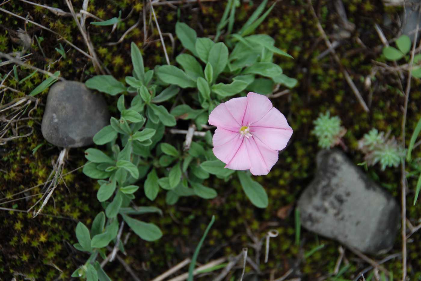 Изображение особи род Convolvulus.