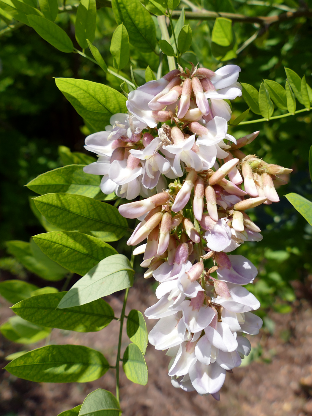 Изображение особи род Robinia.