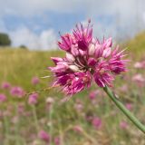 Allium psebaicum. Верхушка побега с соцветием. Краснодарский край, Мостовской р-н, окр. пгт Псебай, хр. Герпегем, обнажение гипса на склоне горы. 19.08.2021.